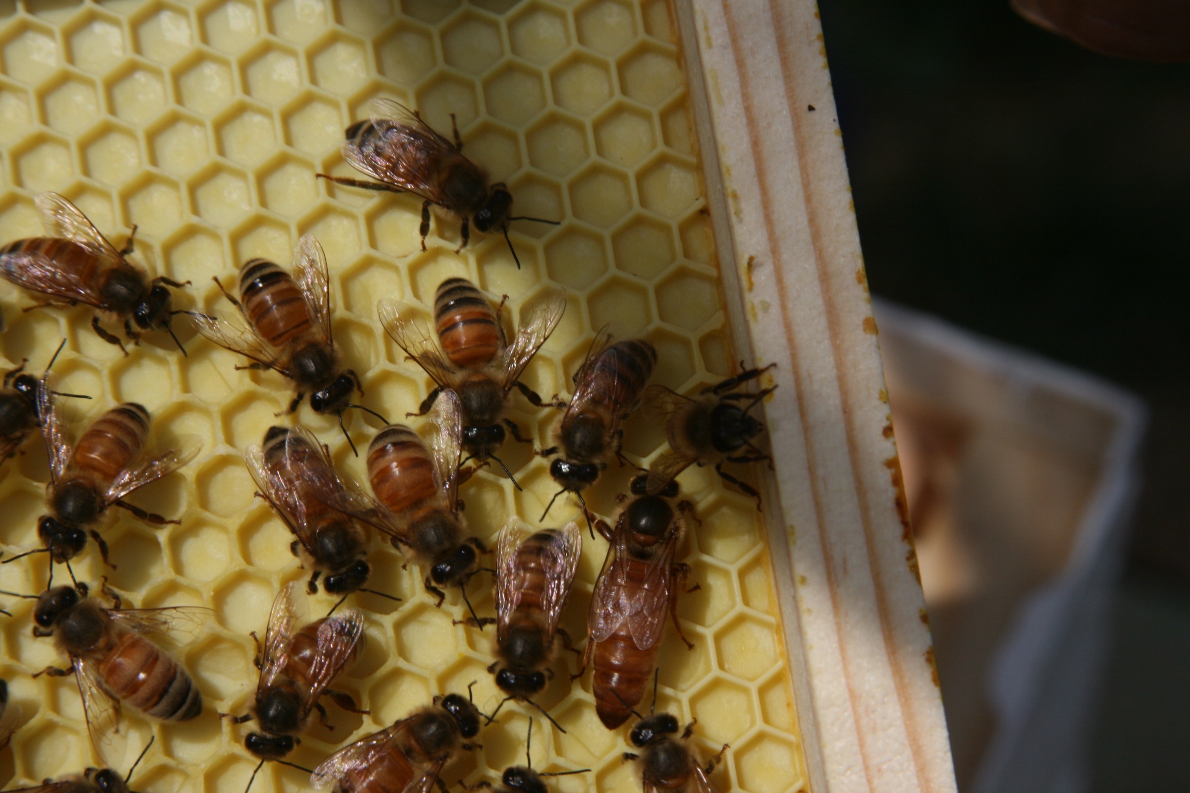 Queen bee on a frame with no drawn comb, surrounded by a few worker bees